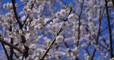 Blooming  flower Stock Footage 74155653