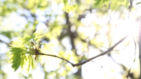 BLOOMING FLOWER Video stock 183095301