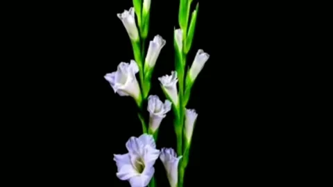 Blooming flower Stock Footage 202198382