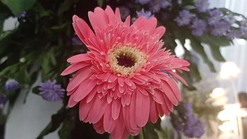 Blooming flower Stock Footage 224291125