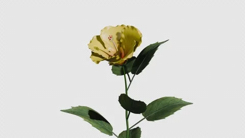 Blooming Flower Stock Footage 306941164