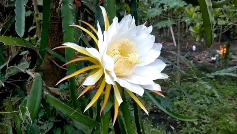 Blooming flower Stock Footage 332484647