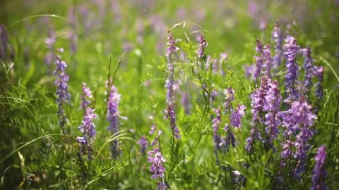 A blooming flower in a green forest in spring Stock Footage 233413579