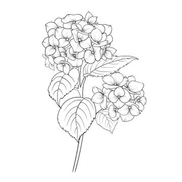 Blooming flower hydrangea Stock Illustration