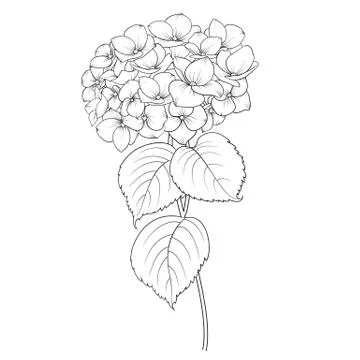 Blooming flower hydrangea Stock Illustration