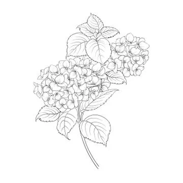 Blooming flower hydrangea Stock Illustration