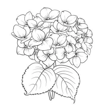 Blooming flower hydrangea. Stock Illustration