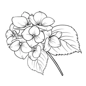 Blooming flower hydrangea. Stock Illustration