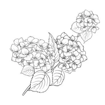 Blooming flower hydrangea. Stock Illustration