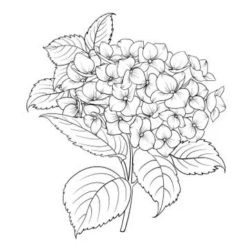 Blooming flower hydrangea. Stock Illustration