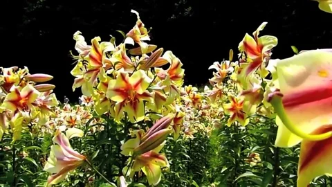 Blooming flower of the Lily Vídeos de archivo 75124269