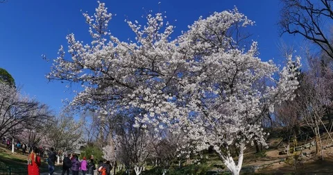 Blooming flower in  moving Video stock 74143021