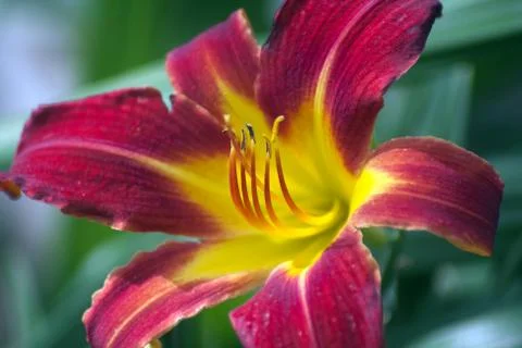 Blooming flower Stock Photos