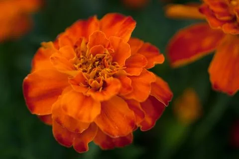Blooming flower Stock Photos