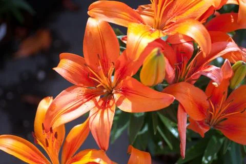Blooming flower Stock Photos