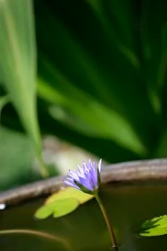Blooming flower Stock Photos