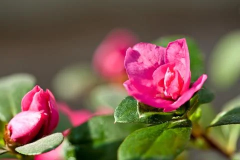 Blooming flower Stock Photos