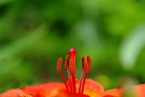 Blooming flower Stock Photos
