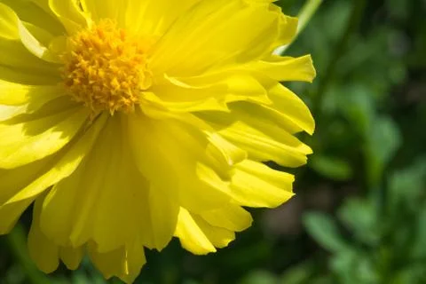 Blooming flower Stock Photos