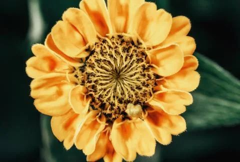Blooming flower. Stock Photos