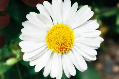 Blooming flower. Stock Photos