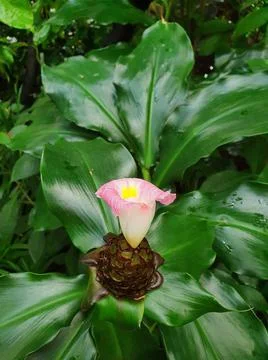 Blooming flower Foto stock