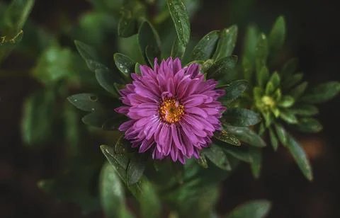 Blooming flower Stock Photos