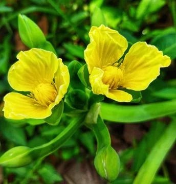 Blooming flower Stock Photos