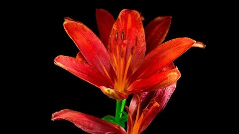 Blooming flower Stock Photos