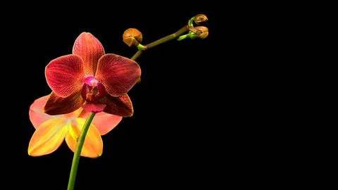 Blooming flower Stock Photos