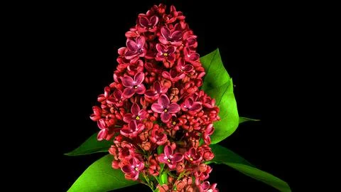Blooming flower Stock Photos