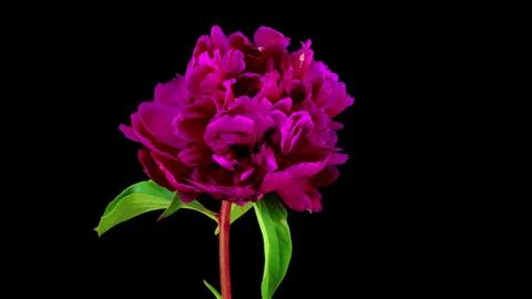 Blooming flower Stock Photos