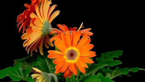 Blooming flower Stock Photos