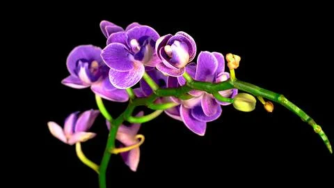 Blooming flower Stock Photos