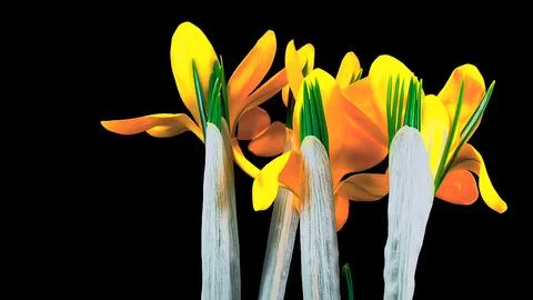 Blooming flower Stock Photos