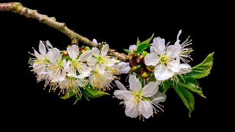 Blooming flower Stock Photos