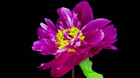 Blooming flower Stock Photos