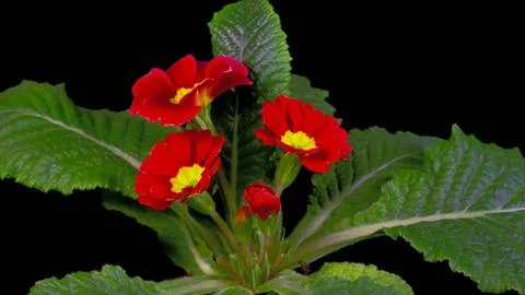 Blooming flower Stock Photos