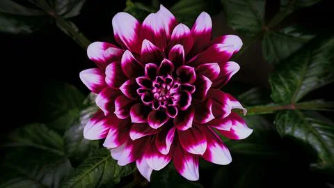 Blooming flower Stock Photos
