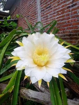 Blooming flower 库存照片