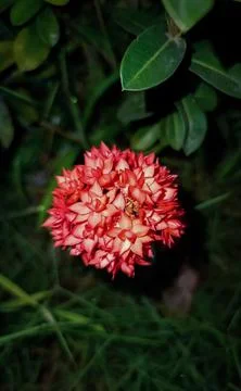Blooming flower Stock Photos