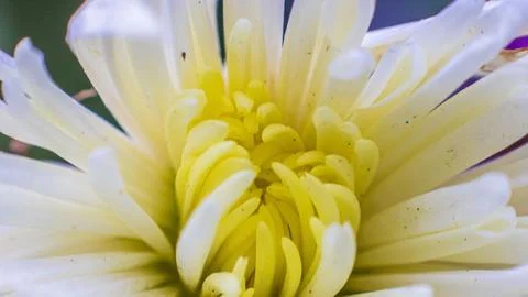 Blooming Flower Stock Photos