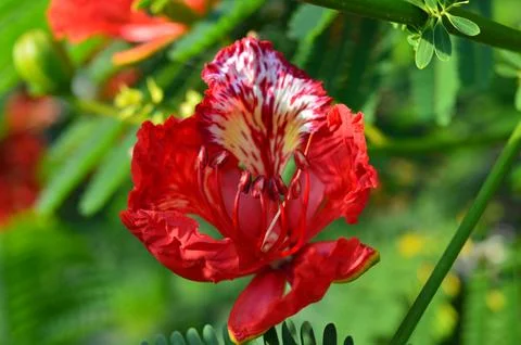 Blooming Flower 스톡 사진