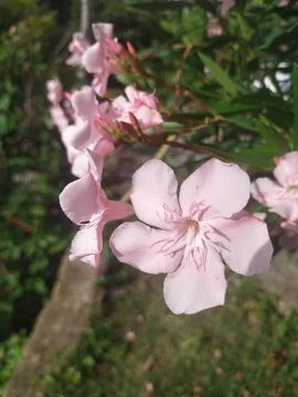 Blooming flower Stock Photos