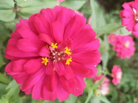 Blooming flower Stock Photos