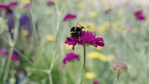 Blooming flower pollination. Blossom spring season. Ecosystem and wildlife at Stock Footage 346166089