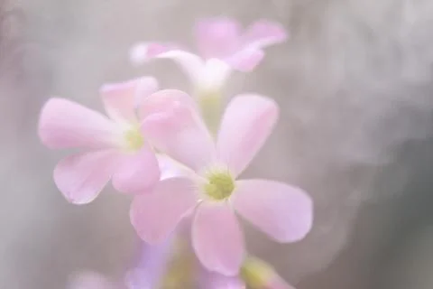 Blooming flower of purple triangular acidic close up Stock Photos