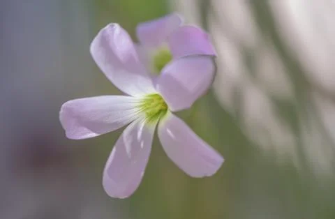 Blooming flower of purple triangular acidic close up in pastel colors Stock Photos