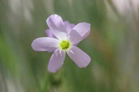 Blooming flower of purple triangular acidic close up in pastel colors Stock Photos