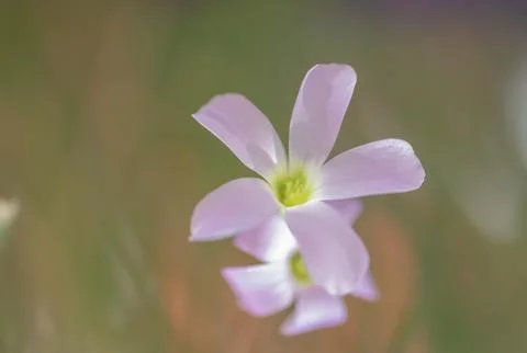 Blooming flower of purple triangular acidic close up in pastel colors Stock Photos